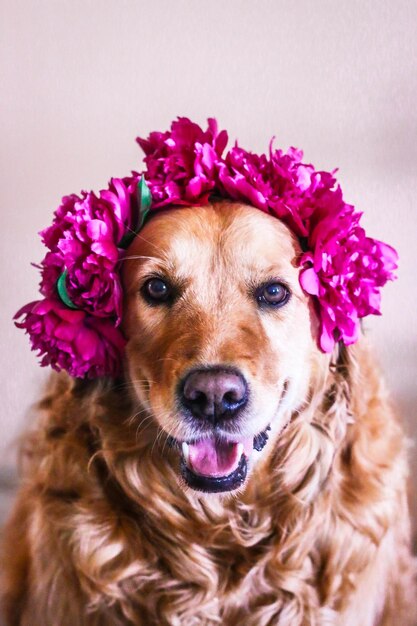 Foto retrato em close-up de cão por flor rosa