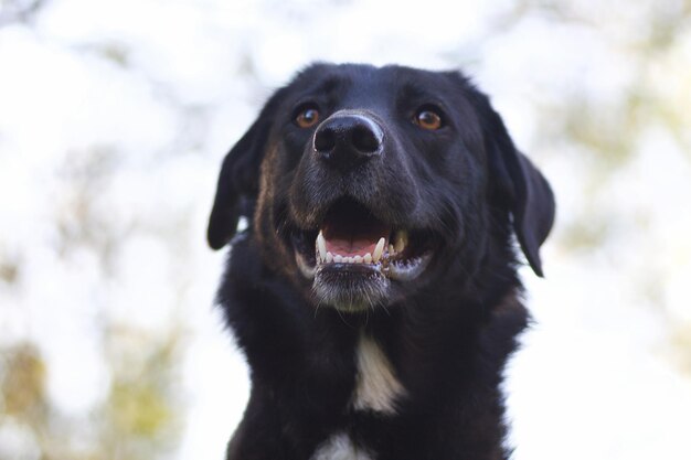 Foto retrato em close-up de cão preto