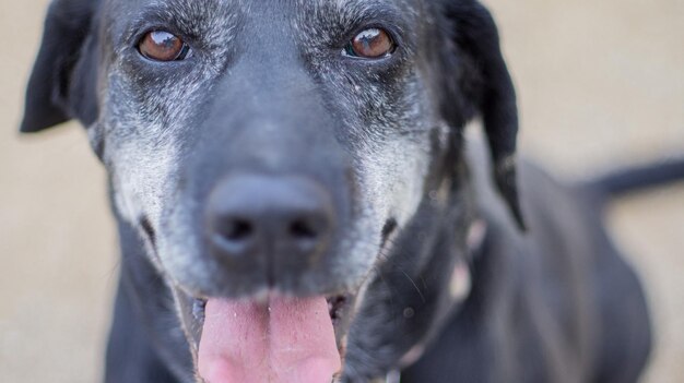 Retrato em close-up de cão preto