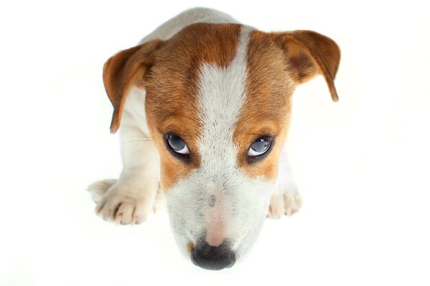 Foto retrato em close-up de cão sobre fundo branco