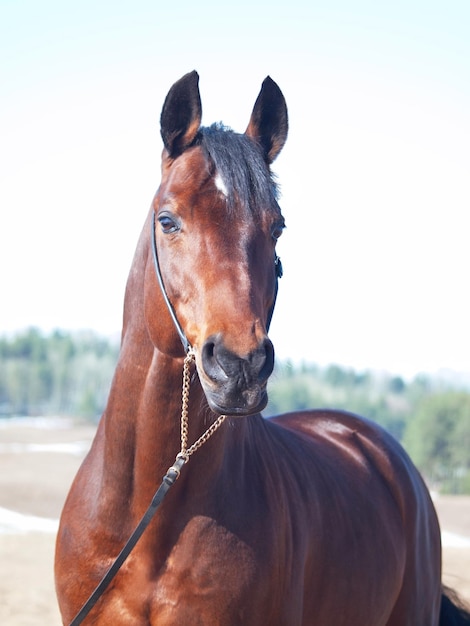 Foto retrato em close-up de cavalo contra o céu