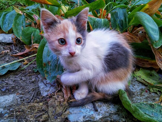 Retrato em close-up de gato em planta