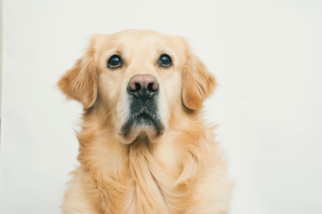 Retrato em close-up de golden retriever contra fundo branco