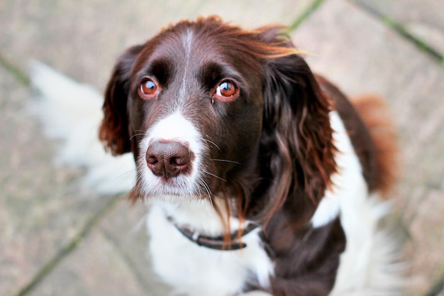 Retrato em close-up de heidewachtel castanho e branco cão olhos castanhos