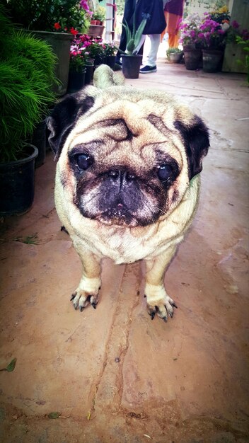 Foto retrato em close-up de pug por plantas em vasos