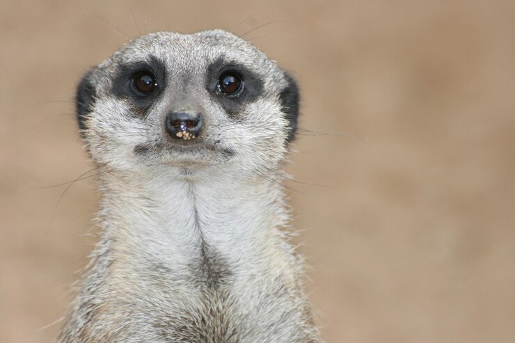 Foto retrato em close-up de suricata