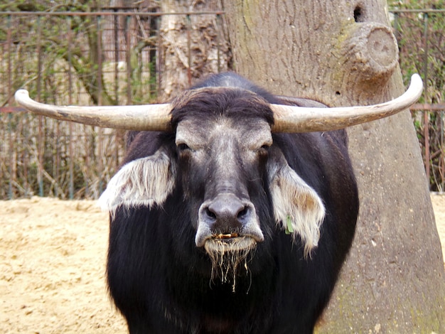 Foto retrato em close-up de um animal com chifres