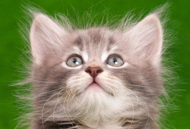 Retrato em close-up de um bonito gatinho cinzento em fundo de grama verde artificial