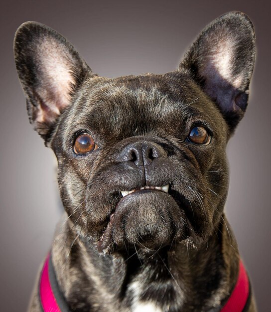 Foto retrato em close-up de um bulldog