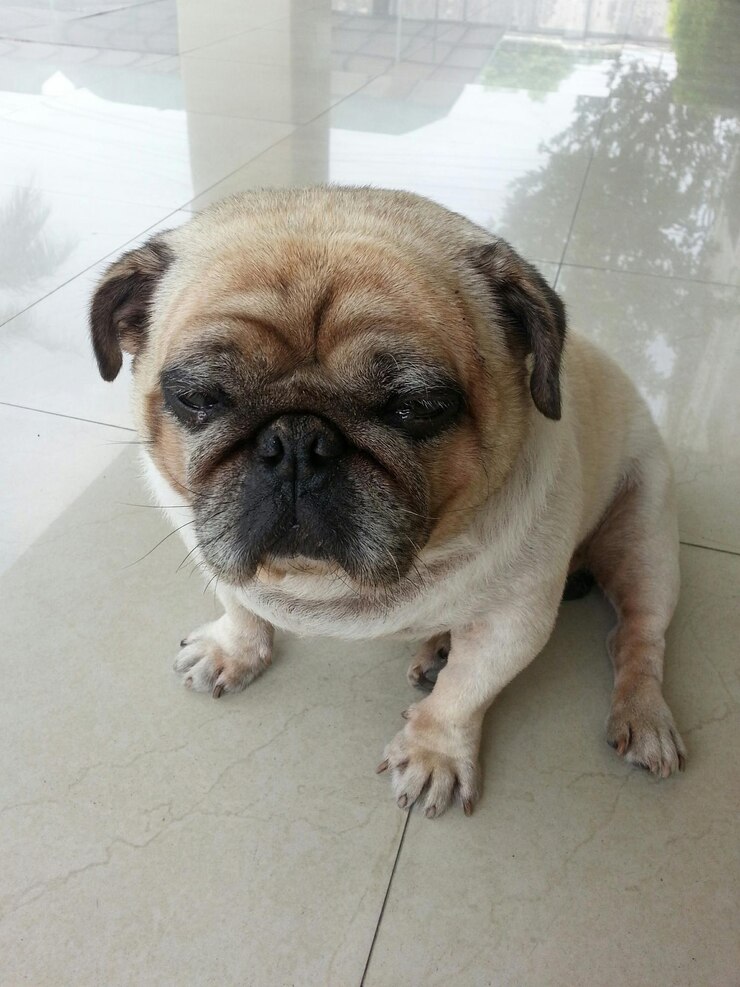 Foto retrato em close-up de um cachorrinho no chão