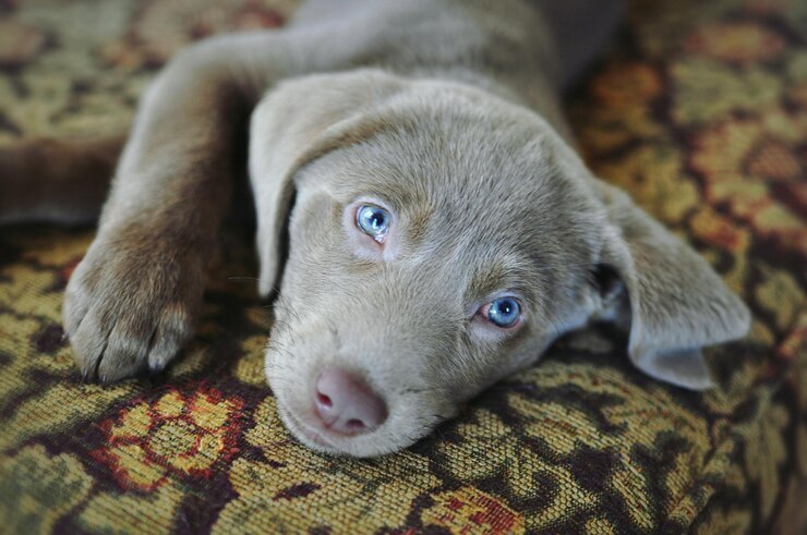 Foto retrato em close-up de um cachorrinho