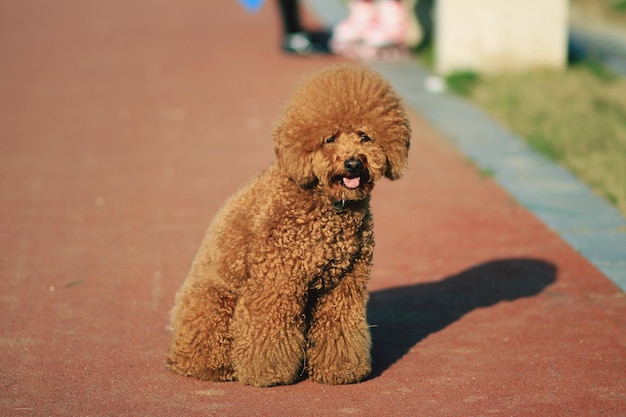 Retrato em close-up de um caniche