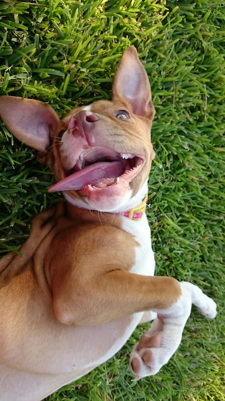 Foto retrato em close-up de um cão com a língua espalhada de grama