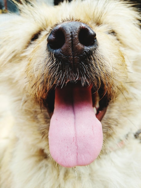 Foto retrato em close-up de um cão com a língua fora