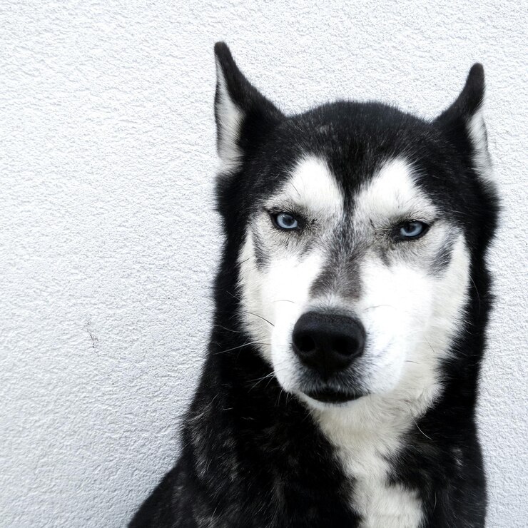 Foto retrato em close-up de um cão contra a parede
