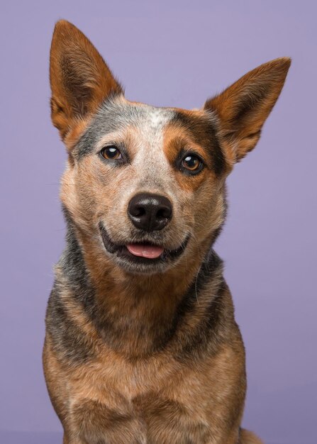 Foto retrato em close-up de um cão contra fundo azul