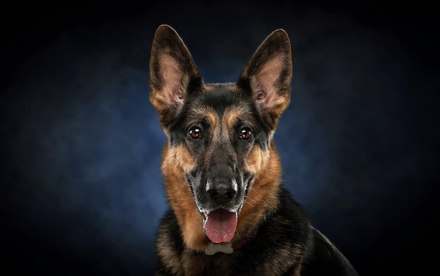 Foto retrato em close-up de um cão contra o céu à noite