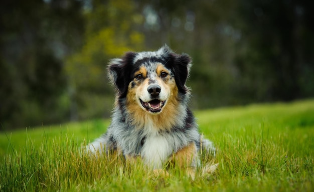Retrato em close-up de um cão de caça sentado na grama