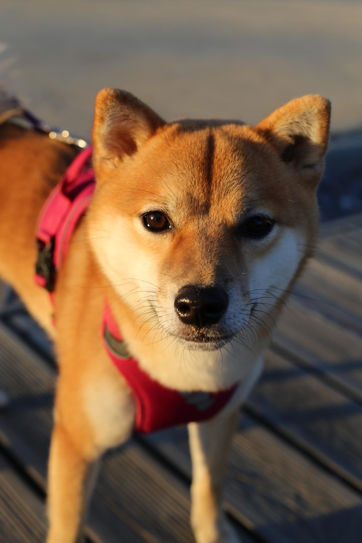 Foto retrato em close-up de um cão de pé ao ar livre