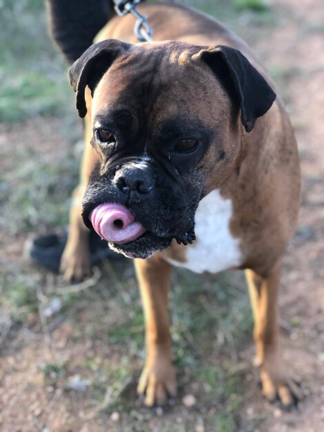 Foto retrato em close-up de um cão de pé no campo