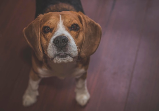 Retrato em close-up de um cão de pé no chão