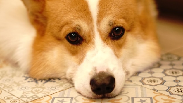 Foto retrato em close-up de um cão deitado na cama