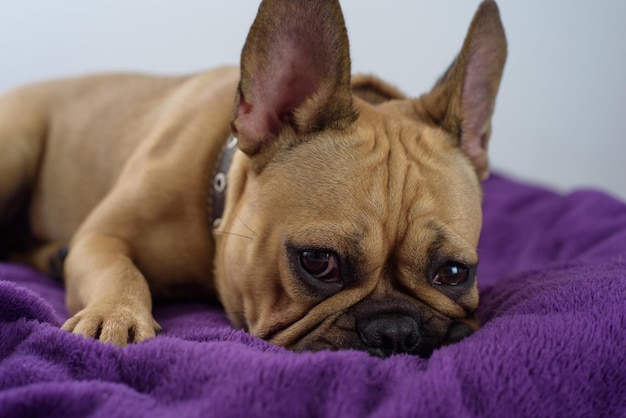 Foto retrato em close-up de um cão descansando