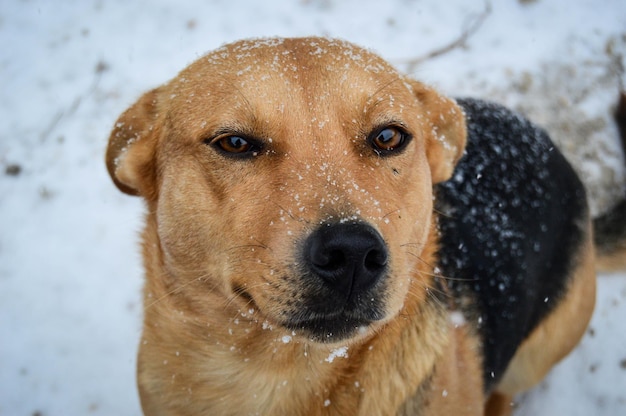 Retrato em close-up de um cão durante o inverno