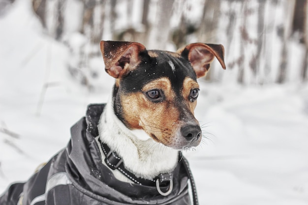 Retrato em close-up de um cão durante o inverno