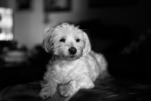 Retrato em close-up de um cão em casa