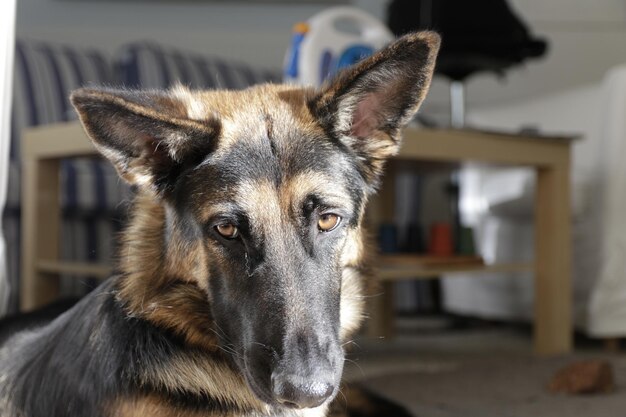 Foto retrato em close-up de um cão em casa