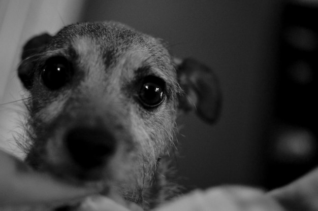 Retrato em close-up de um cão em casa