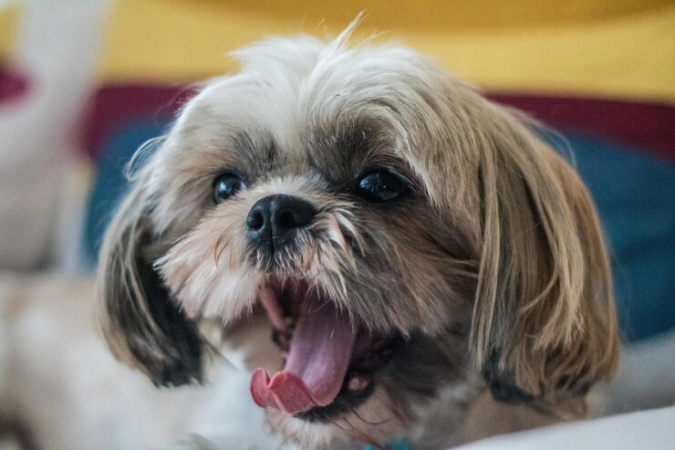 Foto retrato em close-up de um cão em casa