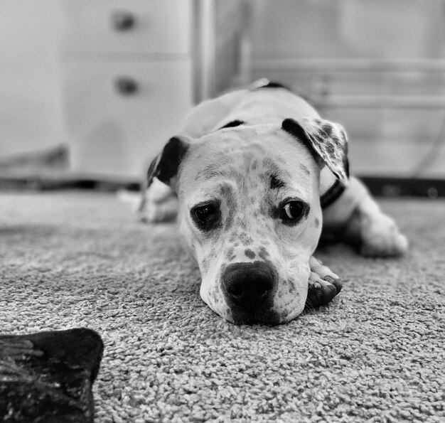 Foto retrato em close-up de um cão em repouso