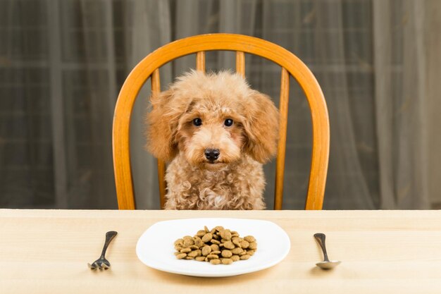 Retrato em close-up de um cão na mesa