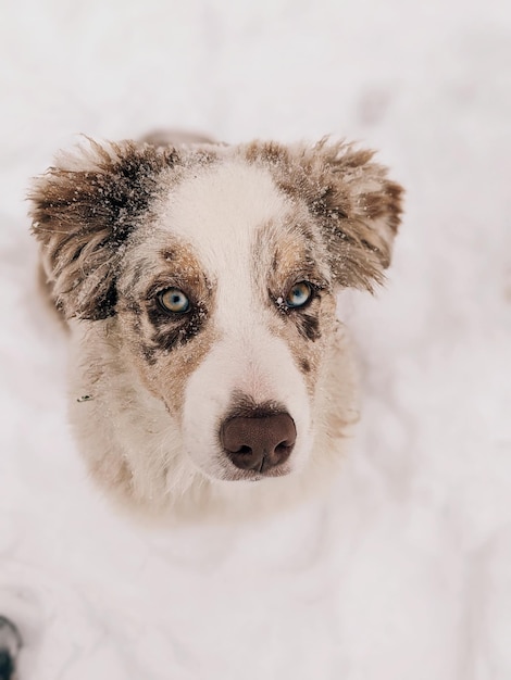 Retrato em close-up de um cão na neve