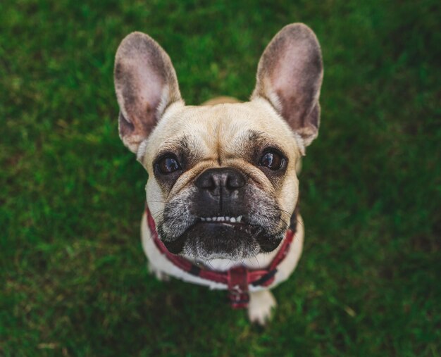 Foto retrato em close-up de um cão no campo