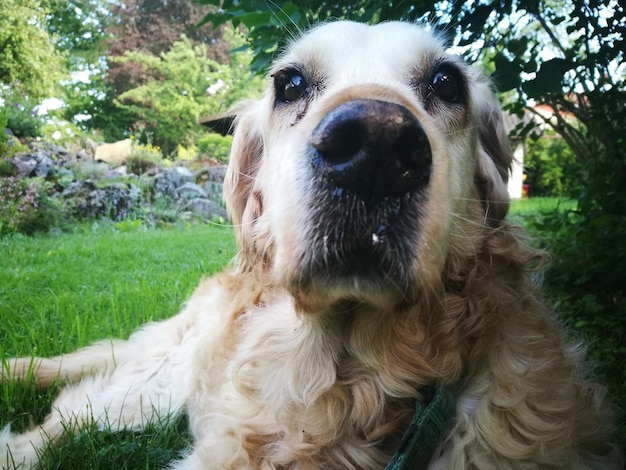 Foto retrato em close-up de um cão no campo