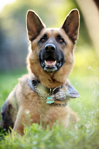 Retrato em close-up de um cão no campo