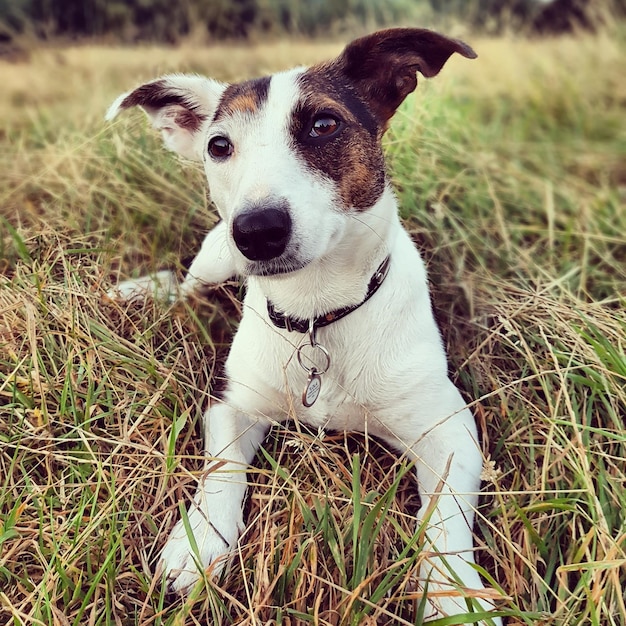 Retrato em close-up de um cão no campo