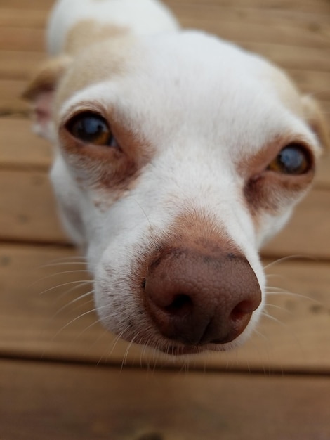 Retrato em close-up de um cão no chão