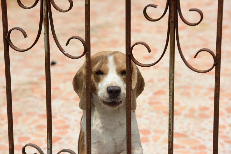 Foto retrato em close-up de um cão olhando através de uma cerca de metal