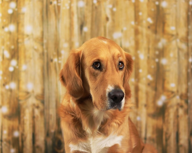 Foto retrato em close-up de um cão olhando para outro lado