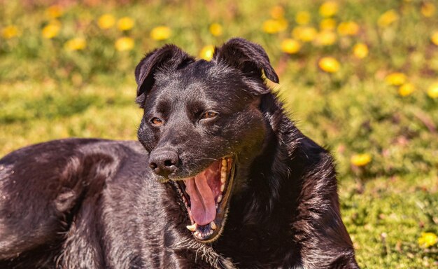 Foto retrato em close-up de um cão preto no campo