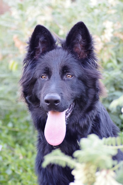 Foto retrato em close-up de um cão preto