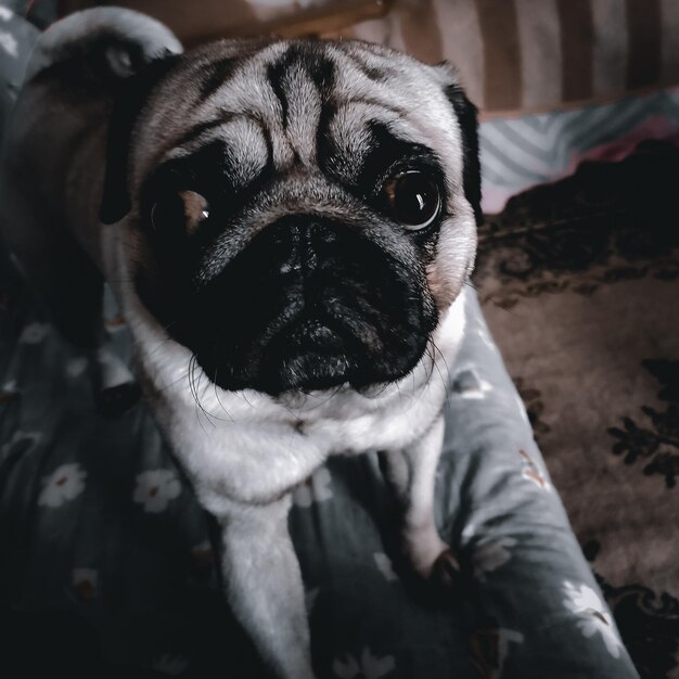 Foto retrato em close-up de um cão pug