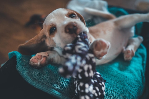 Retrato em close-up de um cão relaxando em casa