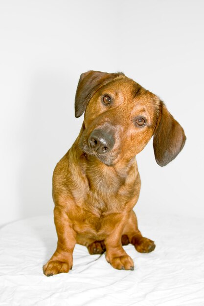 Foto retrato em close-up de um cão sentado contra um fundo branco