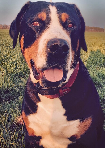 Foto retrato em close-up de um cão sentado no campo