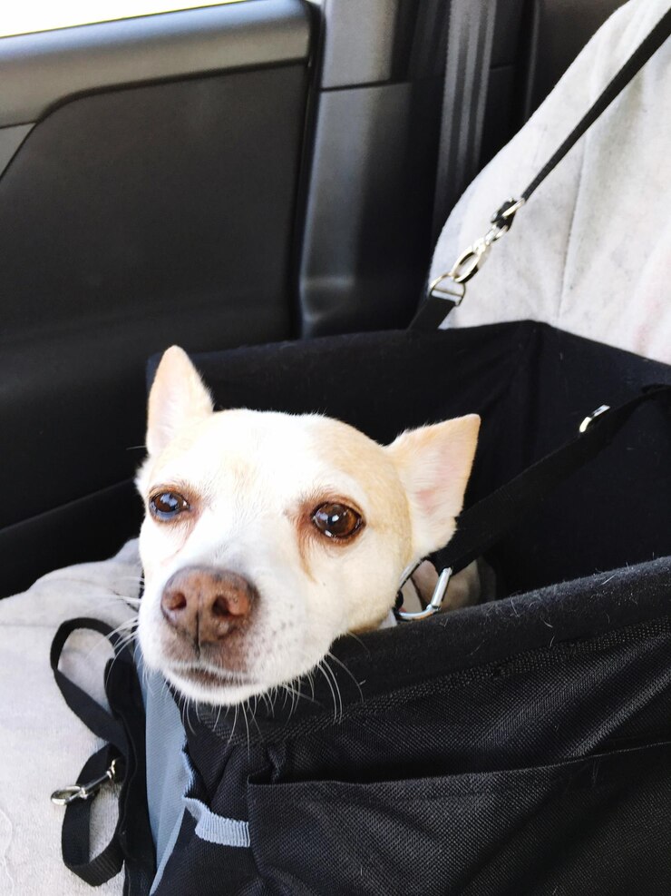 Foto retrato em close-up de um cão sentado no carro